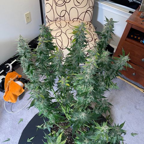 LSD Auto growlog photo: Harvested