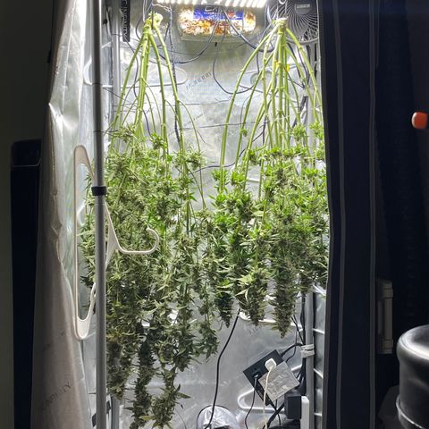 LSD Auto growlog photo: Harvested