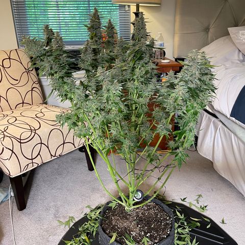 LSD Auto growlog photo: Harvested
