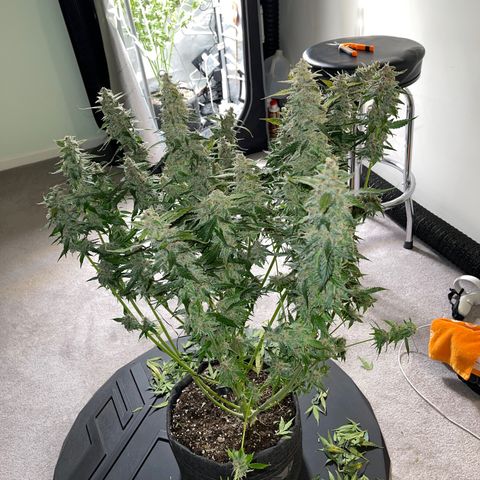 LSD Auto growlog photo: Harvested