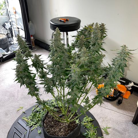 LSD Auto growlog photo: Harvested