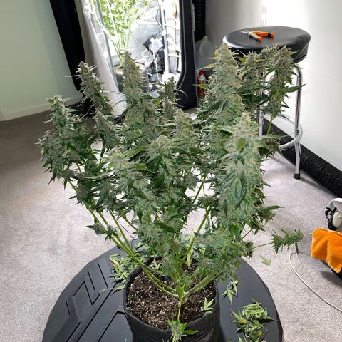 LSD Auto growlog photo: Harvested