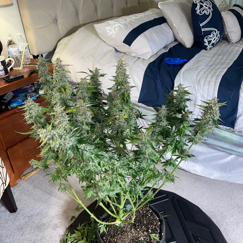 LSD Auto growlog photo: Harvested