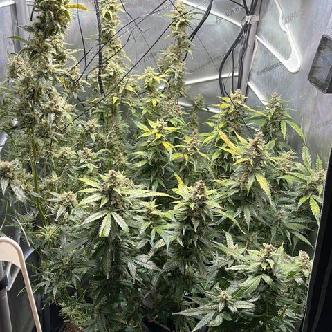 LSD Auto growlog photo: Harvested
