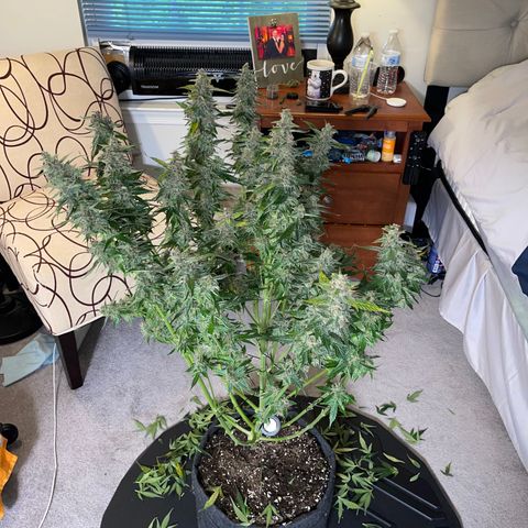 LSD Auto growlog photo: Harvested