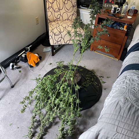 Runtz Auto growlog photo: Harvested