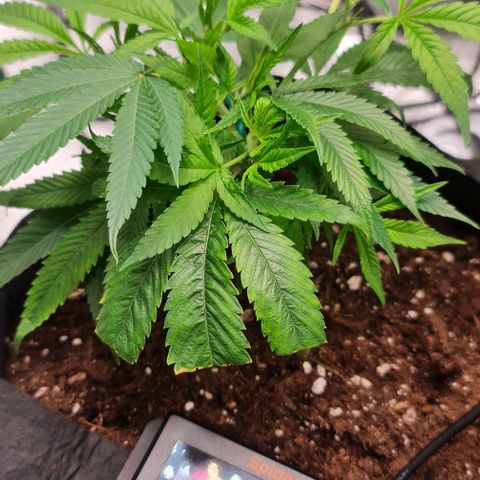 1. try with issues growlog timeline photo