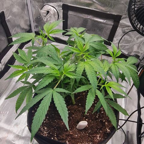 1. try with issues growlog timeline photo