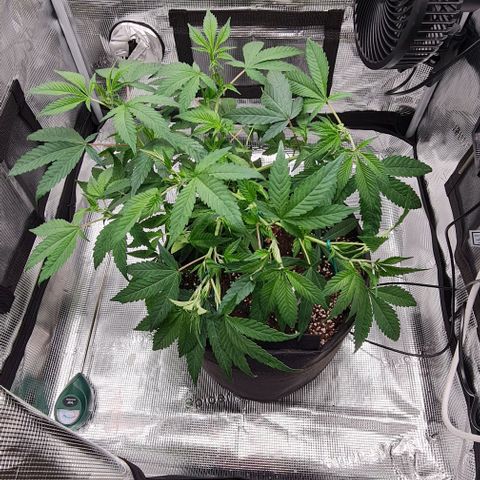 1. try with issues growlog timeline photo