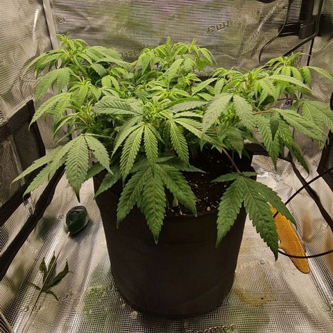 1. try with issues growlog timeline photo