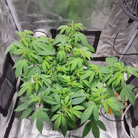 1. try with issues growlog timeline photo
