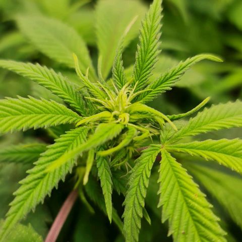 1. try with issues growlog photo: 25°C
55 % rlf (humidity)
800 ppfd