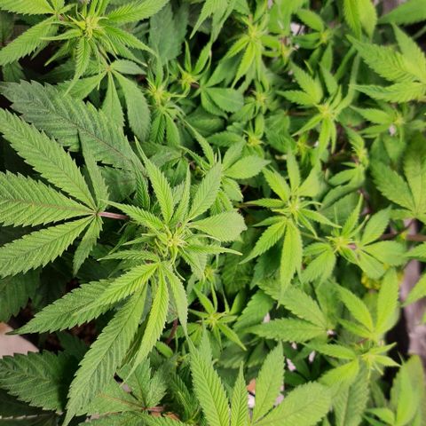 1. try with issues growlog photo: 25°C
55 % rlf (humidity)
800 ppfd