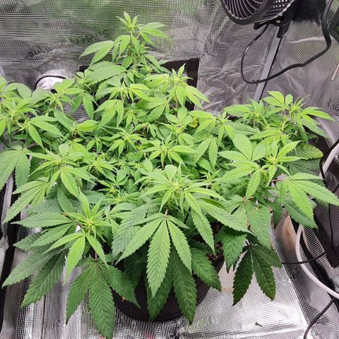 1. try with issues growlog photo: 25°C
55 % rlf (humidity)
800 ppfd