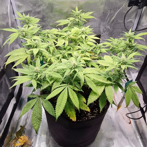 1. try with issues growlog timeline photo
