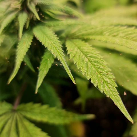 1. try with issues growlog timeline photo