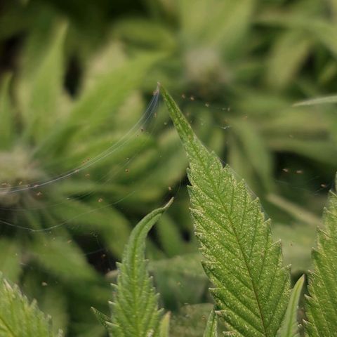 1. try with issues growlog timeline photo