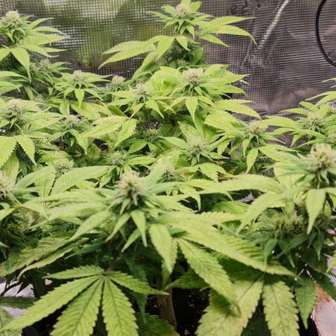 1. try with issues growlog timeline photo