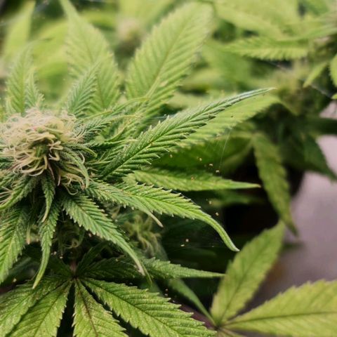 1. try with issues growlog timeline photo