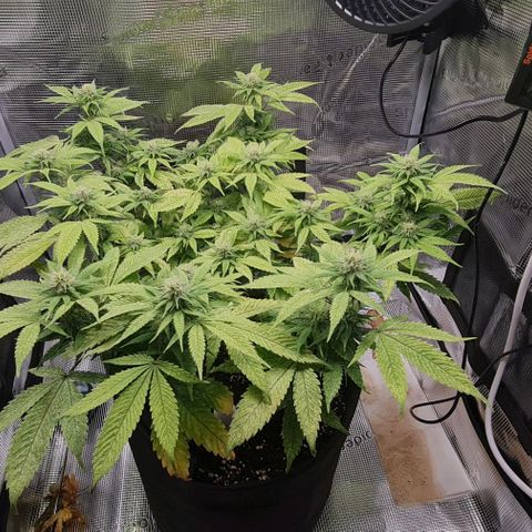 1. try with issues growlog timeline photo