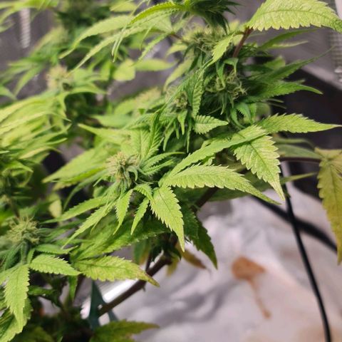 1. try with issues growlog photo: Kaliseife hat geholfen