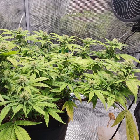 1. try with issues growlog photo: Kaliseife hat geholfen