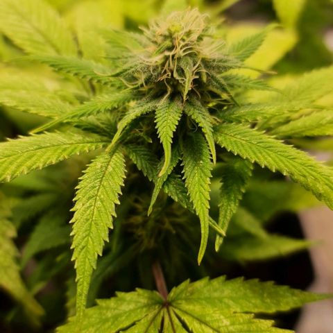 1. try with issues growlog photo: Kaliseife hat geholfen