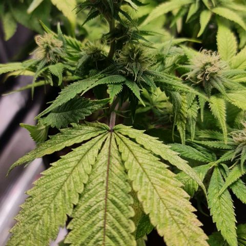 1. try with issues growlog photo: Kaliseife hat geholfen