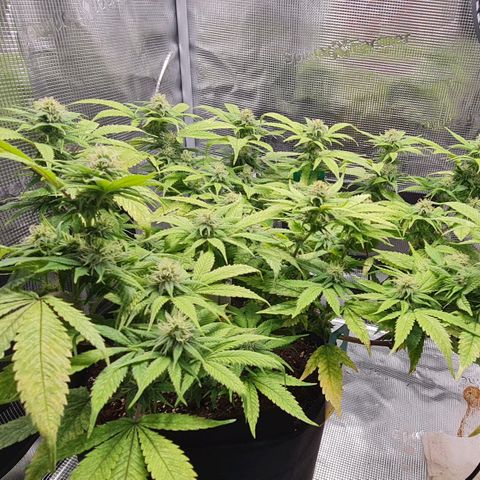 1. try with issues growlog timeline photo