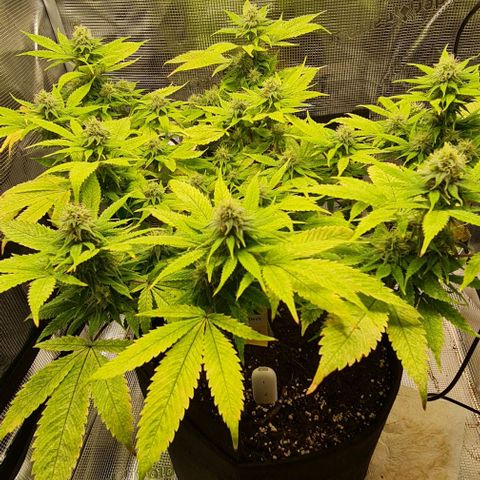 1. try with issues growlog timeline photo