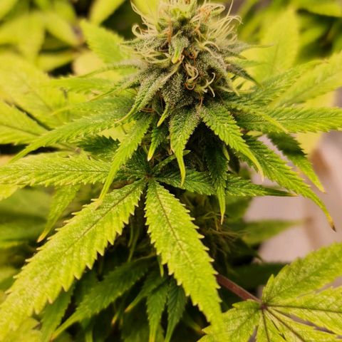1. try with issues growlog timeline photo