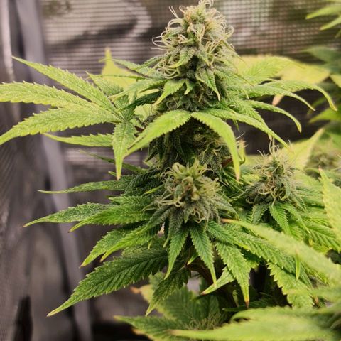 1. try with issues growlog timeline photo