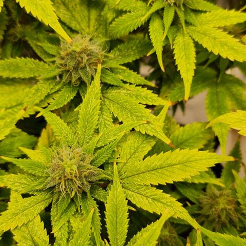 1. try with issues growlog timeline photo