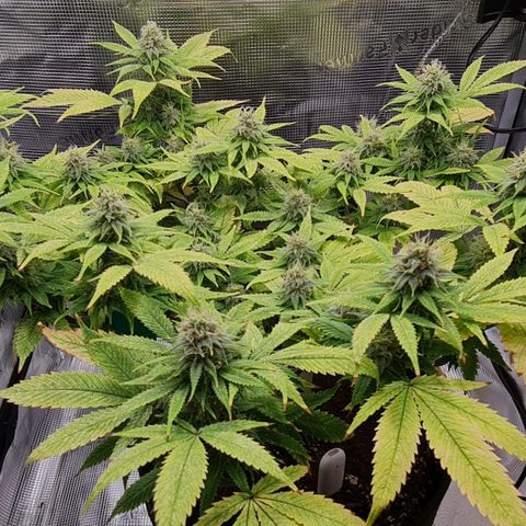 1. try with issues growlog timeline photo