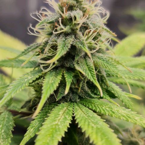 1. try with issues growlog timeline photo