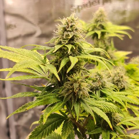 1. try with issues growlog timeline photo