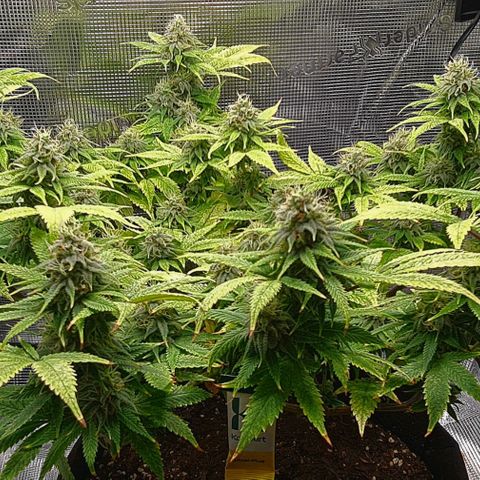 1. try with issues growlog timeline photo