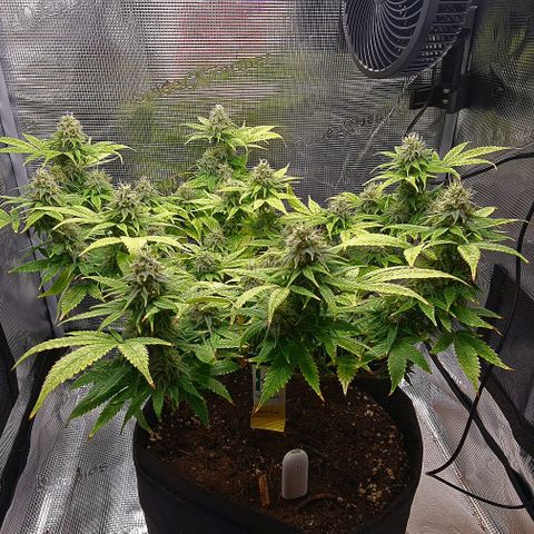1. try with issues growlog timeline photo