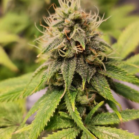 1. try with issues growlog timeline photo