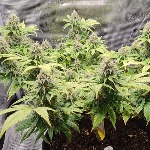 1. try with issues growlog timeline photo