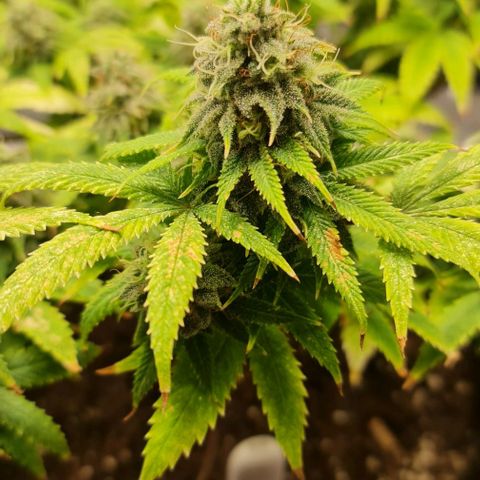 1. try with issues growlog timeline photo
