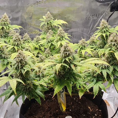 1. try with issues growlog timeline photo
