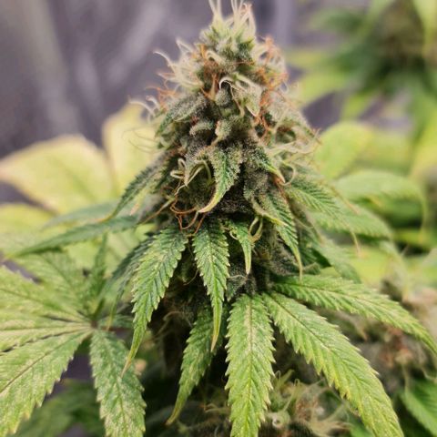 1. try with issues growlog timeline photo