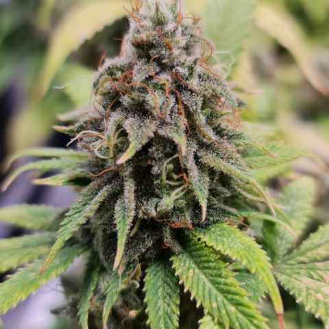 1. try with issues growlog timeline photo