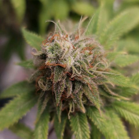 1. try with issues growlog timeline photo