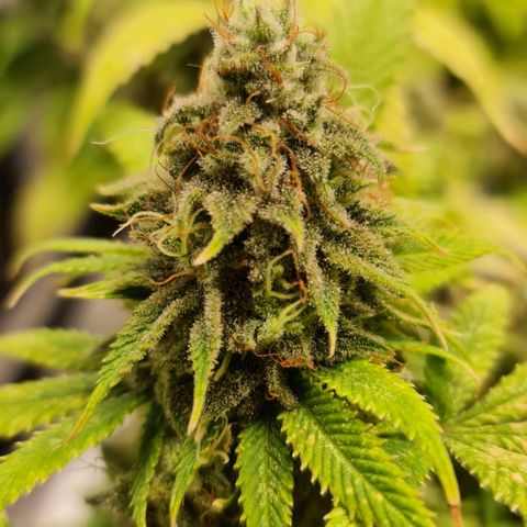 1. try with issues growlog timeline photo