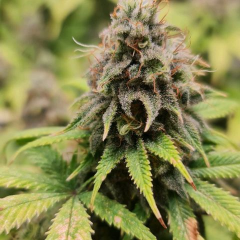 1. try with issues growlog timeline photo