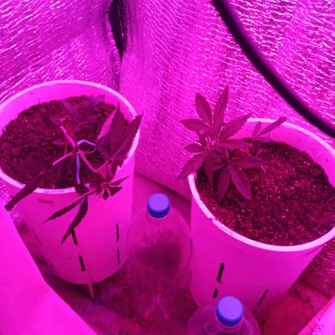 AutoBlueberry Kush 2 growlog timeline photo