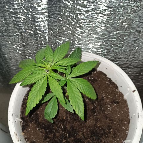 AutoBlueberry Kush 2 growlog timeline photo
