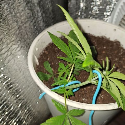 AutoBlueberry Kush 2 growlog photo: LST 